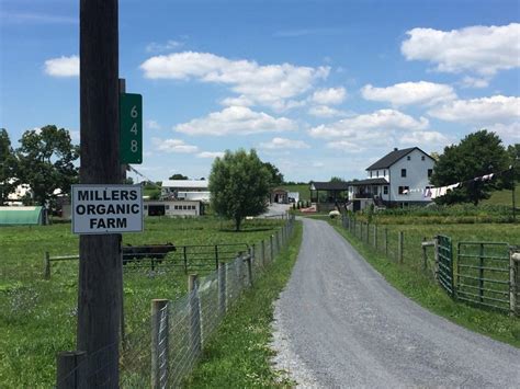 Amos miller farm. Things To Know About Amos miller farm. 